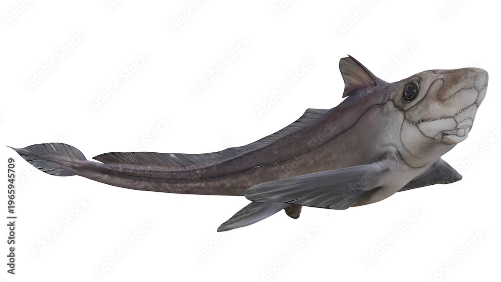Fototapeta premium Realistic illustration of a ghost shark on white background.