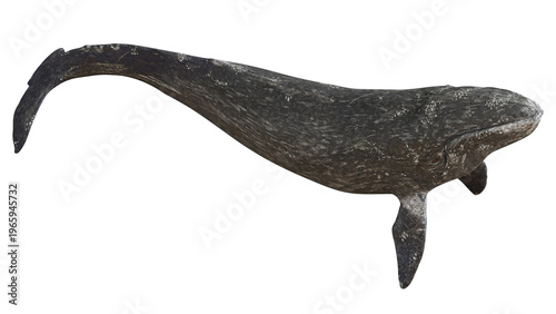 Majestic gray whale swimming gracefully.