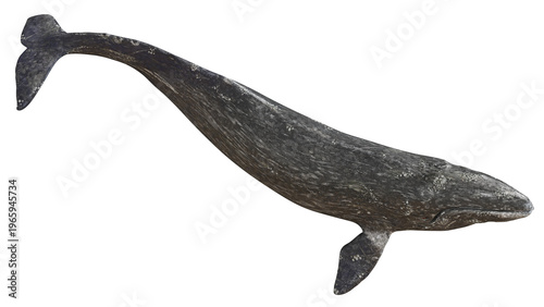Gray whale swimming gracefully in open water.