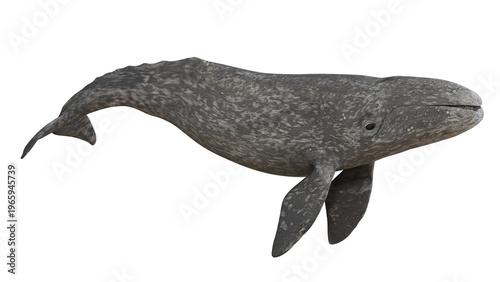 Gray whale gliding gracefully through the ocean.