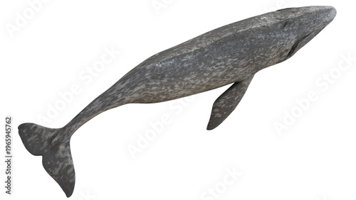 Majestic gray whale isolated on white background