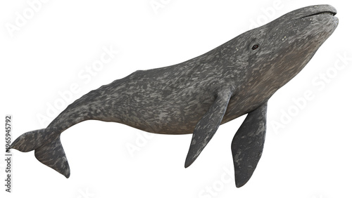 Graceful gray whale swimming gracefully in the ocean.