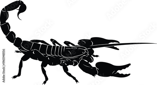 Scorpion silhouette illustration, detailed black arachnid with claws and curved tail, dangerous desert animal isolated vector for wildlife, nature, pest control and biology concept