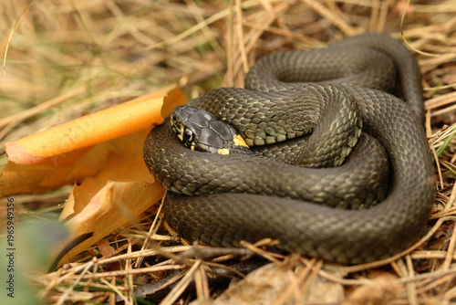 A March Grass Snake (Natrix natrix) curled up on last year's dry grass in a forest to bask in the sun.