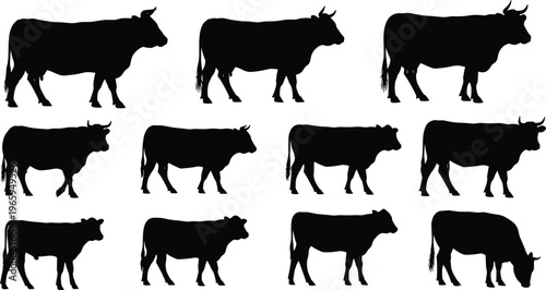 Cattle silhouettes grazing in a field farm livestock agriculture animal husbandry.