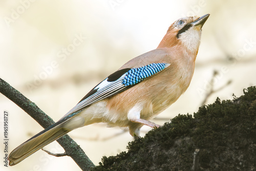 Eichelhäher hält Ausschau 