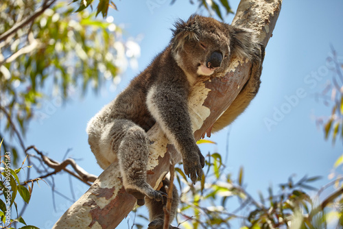 Photography koala bear, Phascolactos cinereus, takes a sleep in eucalyptus tree 746