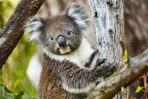 Photography portrait of koala bear in eucalyptus tree 927
