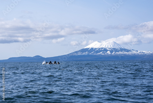 Obraz na plátně Humpback whales lunge feeding in front of Mount Edgecumbe - Southeast Alaska