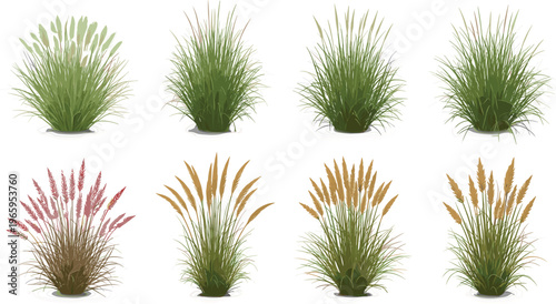 Ornamental Grass Vector Collection Featuring Realistic Illustrations of Pampas Grass Fountain Grass and Decorative Garden Shrubs for Landscape Design and Outdoor Architectural Visualization