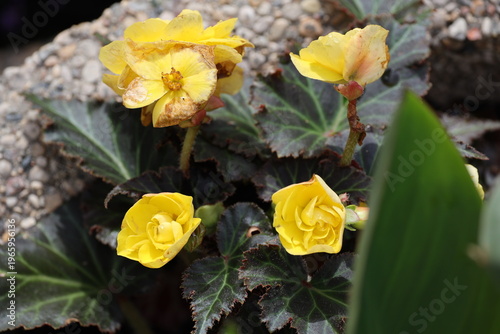 Fotografija bevy of bright yellow blossoms against dark green leaves in concrete planter (ma