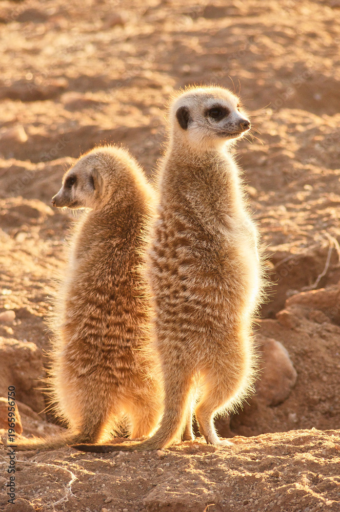 Fototapeta premium two suricates or meerkats warm up at burrow 915
