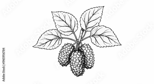 Black and white sketch of a cluster of mulberries with leaves