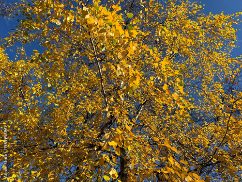 Konstfotografi Autumn birch tree yellow golden foliage.