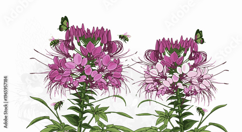 Pink spider flowers with bees and butterflies on a white background