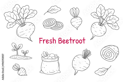 Fresh Beetroot Doodle Set – Hand Drawn Vegetable Collection