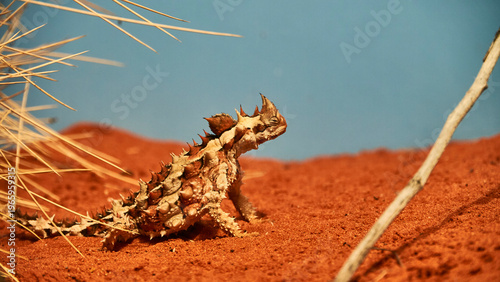 Foto thorny devil on red sand 571