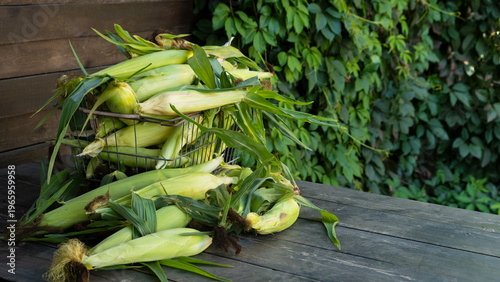Busket with Freshly picked sweet corn in the garden. Whole corn Organic farm produce for healthy summer meals.