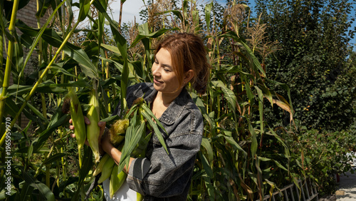 Happy woman holding freshly picked sweet corn cobs. Smiling adolescent with yellow corn harvest in hands. Organic farming and healthy eating concept.