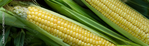 Fresh sweet corn cobs on rustic wood. Whole corn with yellow kernels. Organic farm produce for healthy meals. banner