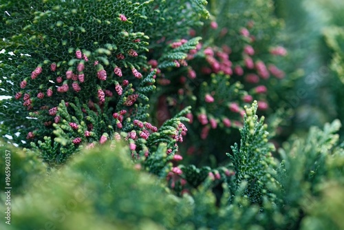 A shell cypress in spring, with pink fruits at the tips of its shoots
