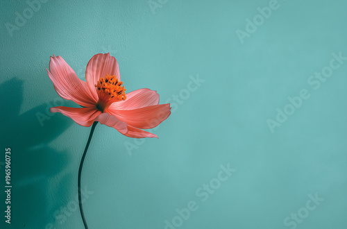 A single pink flower against a teal background with a subtle shadow