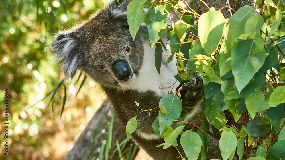 Obraz premium portrait of koala bear between eucalyptus leaves 406