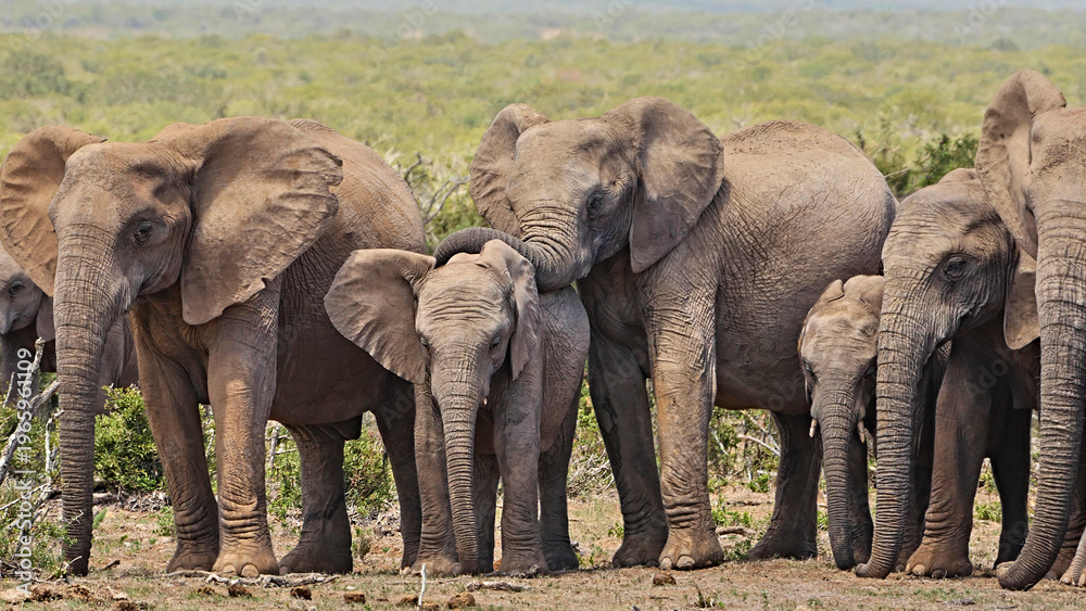 Obraz premium african elefants close together in a row 431 