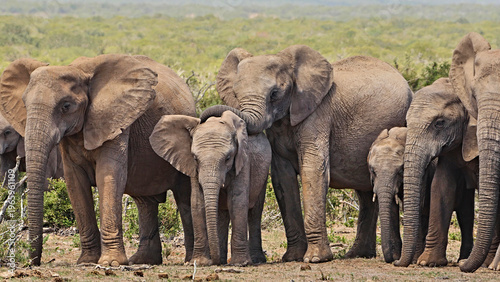 african elefants close together in a row 431  
