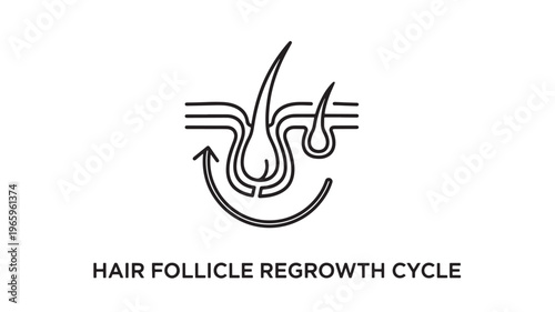 Hair Follicle Regrowth Cycle Minimal Line Art Icon Depicting Skin Layers, Hair Root Structure, and Growth Phases in Clean Black and White Medical Illustration Style, Alopecia 
