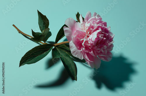 A beautiful pink flower with green leaves on a light blue background