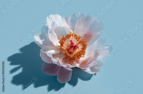 A beautiful white flower with orange stamens and a pink center against a light blue background