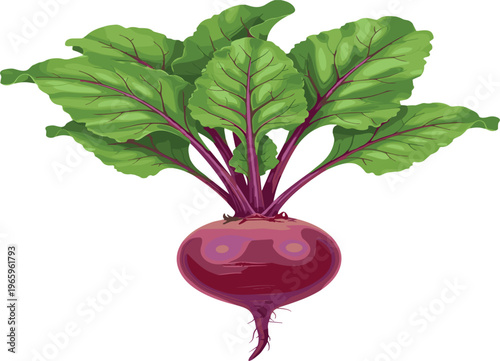 Freshly harvested organic beetroot vector with soil roots and vibrant green leaves for farm to table concepts