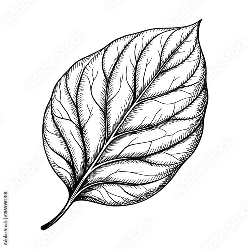 A detailed vintage style illustration of a single leaf with prominent veins silhouette