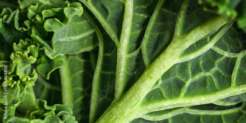 Foto Close-up of fresh green salad leaves as banner, top view vein patterns and natural organic texture, healthy food concept photography, curly kale leaf aesthetics view, green monochrome lettuce