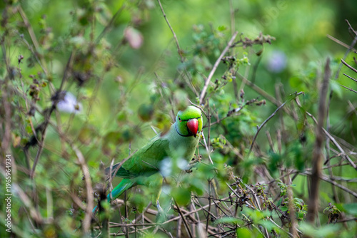 Canvastavla A vibrant Rose-ringed Parakeet leans forward amidst dense, twiggy foliage