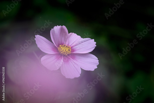 Wallpaper Mural Beautiful autumn pink flower Torontodigital.ca
