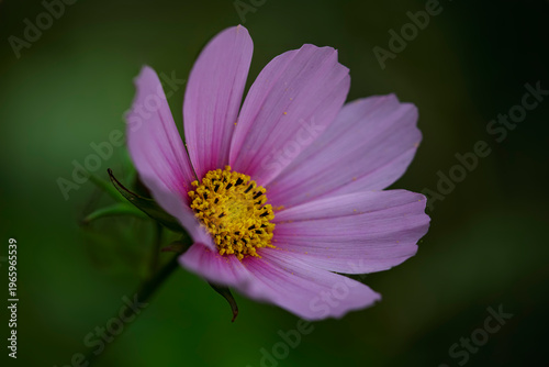 Wallpaper Mural Autumn pink flower Torontodigital.ca
