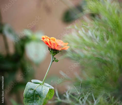Wallpaper Mural   Red orange autumn flower Torontodigital.ca
