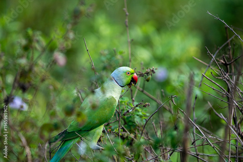 Canvastavla A vibrant Rose-ringed Parakeet leans forward amidst dense, twiggy foliage