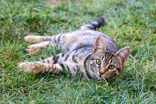 Adorable tabby cat lying on...