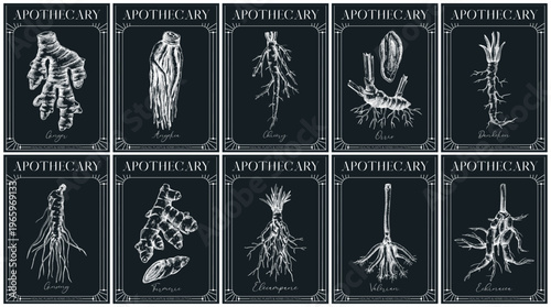 Vinatge apothecary root labels set. Medicinal plants hand drawn vector illustrations in engraving  style for packaging and branding. NOT AI generated