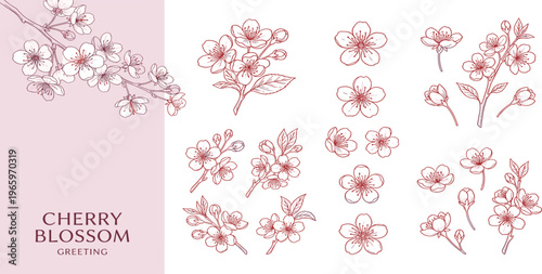 Hand-drawn cherry blossom collection of delicate sakura flowers and branches for elegant spring designs, botanical illustrations, and nature-inspired projects
