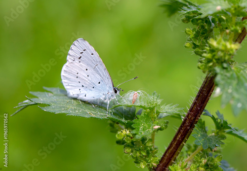 Macro of a Holly blue butte...