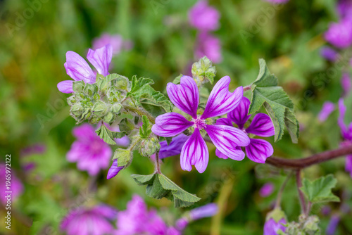 Close up of Purple Common M...