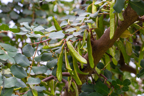 Green unripe carob pods han...