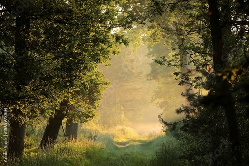 Path through a deciduous forest on a foggy summer morning.