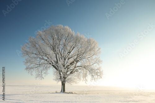 Frosty winter tree illuminated by the rising sun.