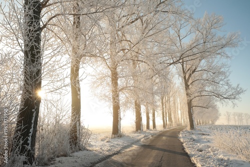 Winter lane among frosted trees in the morning. Photo taken in December.