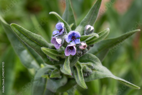 Macro photography of Blue H...
